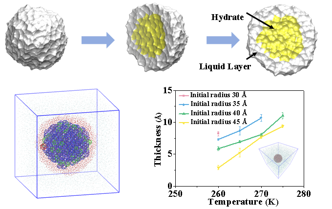 Molecular insights into hydrate crystal nuclei stability and quasi-liquid  layer in gas-saturated condition